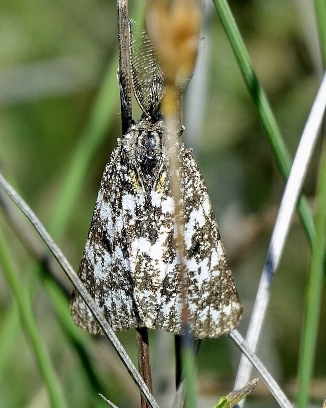 athroolopha pennigeraria